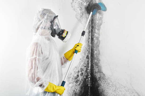 Best Comprehensive Air Testing for Mold Contaminants  in Pulaski, WI