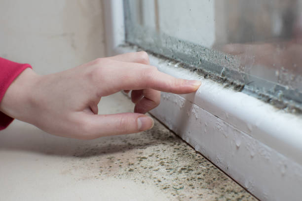 Best Environmental Consulting for Mold Prevention  in Pulaski, WI
