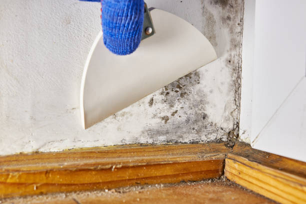 Best Mold Remediation for Healthcare Facilities  in Pulaski, WI